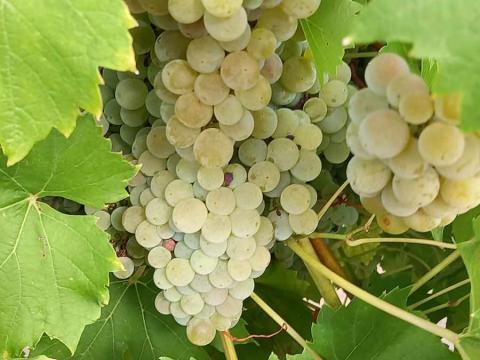 Aletta szőlő (bogyózva) eladó Aletta szőlő (bogyózva) eladó