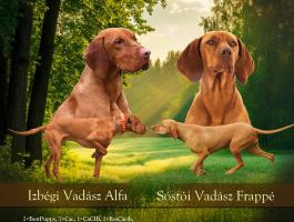 Törzskönyves magyar vizsla kiskutyák