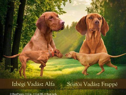 Törzskönyves magyar vizsla kiskutyák Törzskönyves magyar vizsla kiskutyák