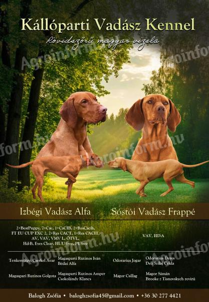 Törzskönyves magyar vizsla kiskutyák
