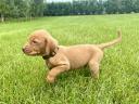Törzskönyves magyar vizsla kiskutyák