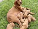 Törzskönyves magyar vizsla kiskutyák