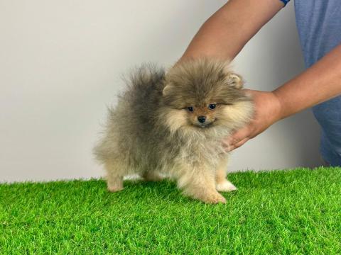 Pomerániai Törpespitz pomi Spitz Spicc kiskutya Pomerániai Törpespitz pomi Spitz Spicc kiskutya