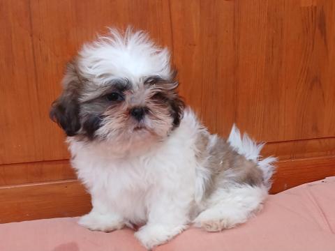 Shih-tzu fajtajellegű kislány szerető gazdira vár Shih-tzu fajtajellegű kislány szerető gazdira vár