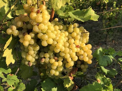 Irsai Olivér szőlő eladó kézi szürettel Irsai Olivér szőlő eladó kézi szürettel