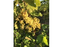 Irsai Olivér szőlő eladó kézi szürettel