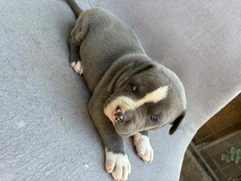 Staffordshire kiskutyák szerető gazdit keresnek Staffordshire kiskutyák szerető gazdit keresnek