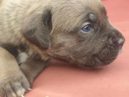 Cane Corso kiskutyák