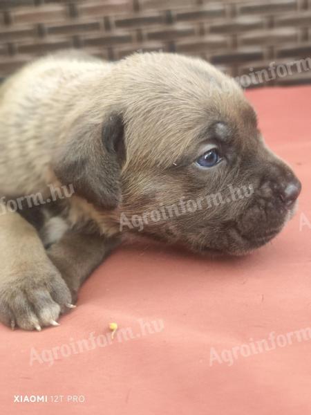 Cane Corso kiskutyák