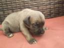 Cane Corso kiskutyák