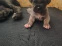Cane Corso kiskutyák