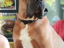 Cane Corso kiskutyák
