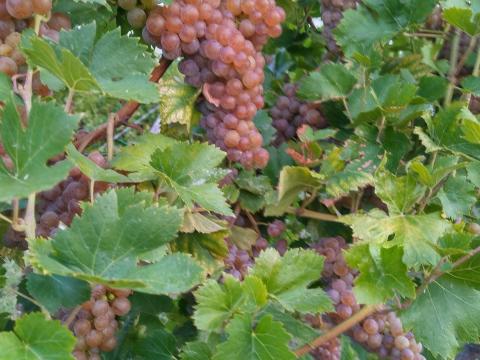 Cserszegi fűszeres borszőlő Miskolcon eladó Cserszegi fűszeres borszőlő Miskolcon eladó