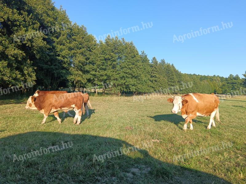 Magyartarka bika és üsző 250 kg-tól eladó