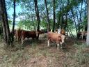 Magyartarka bika és üsző 250 kg-tól eladó