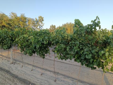 Friss szedésű Irsai, Aletta, Bianca, Sárfehér, Zalagyöngye borszőlő eladó Friss szedésű Irsai, Aletta, Bianca, Sárfehér, Zalagyöngye borszőlő eladó