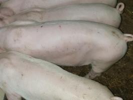 Eladó 30-35 kg-os szép süldők