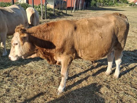 Növendék Bika Növendék Bika