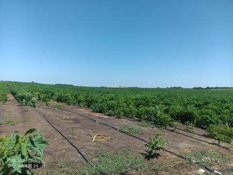 Fűszerpaprika nyers szegedi 80-as Fűszerpaprika nyers szegedi 80-as