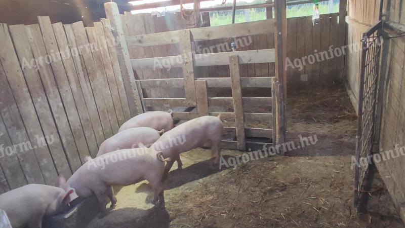 Sertés süldők eladók Nyírkarászon