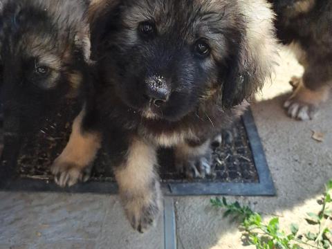 Kaukázusi juhász jellegű kiskutyák eladók Kaukázusi juhász jellegű kiskutyák eladók