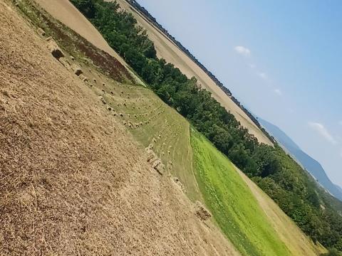 Eladó lucerna kockabálák Borsodban, Zsujtán Eladó lucerna kockabálák Borsodban, Zsujtán