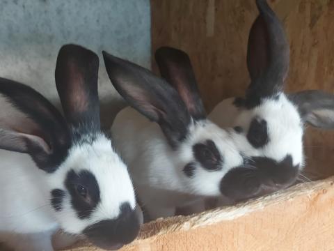 Nyul elado Nyul elado