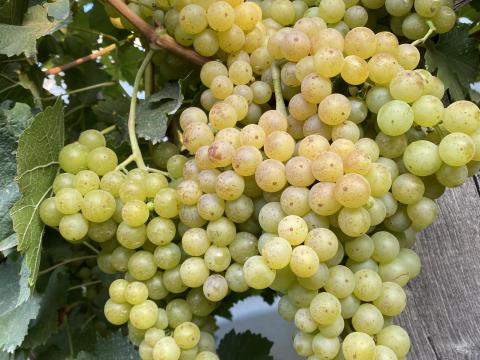 Irsai Olivér szőlő eladó Irsai Olivér szőlő eladó