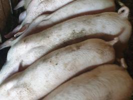 Eladó 7 db szép süldő sertés