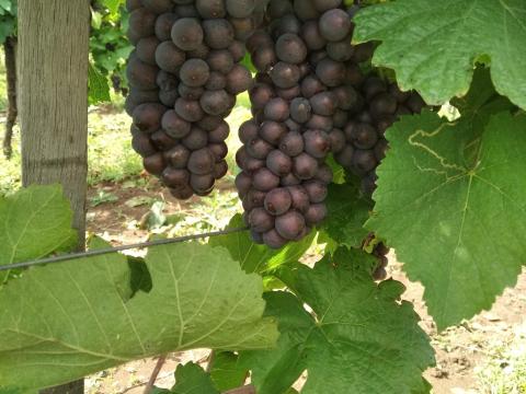 Szürkebarát borszőlő eladó a Mátrai borvidékről Szürkebarát borszőlő eladó a Mátrai borvidékről