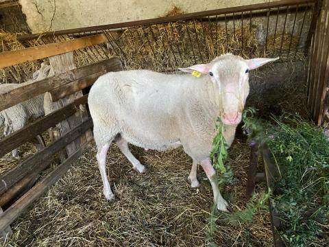 Eladó törzskönyves keletfríz kos Eladó törzskönyves keletfríz kos