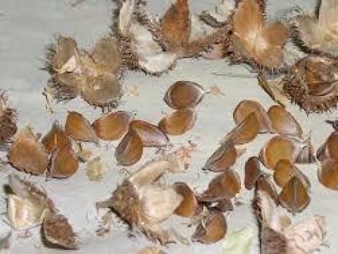 Bükkmakk és tölgymakk nagy tételben eladó