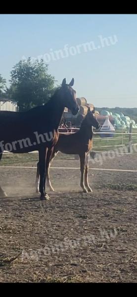 Sportló tenyészkanca és csikó új gazdát keres
