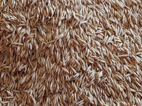 Eladó jó minőségű ménes típusú zab Dunaföldváron Eladó jó minőségű ménes típusú zab Dunaföldváron