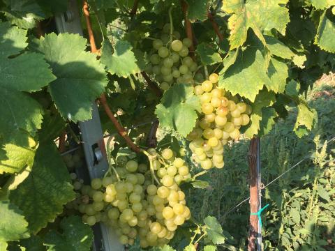 Irsai Olivér szőlő eladó Irsai Olivér szőlő eladó