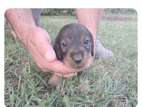 Szálkás szőrű tacskó kiskutyák eladók Szálkás szőrű tacskó kiskutyák eladók