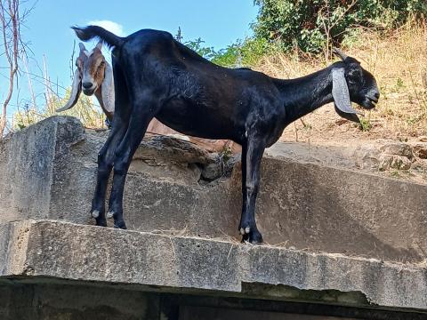 Núbiai kecske Núbiai kecske