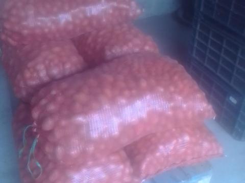 Burgonya, malac krumpli eladó Burgonya, malac krumpli eladó