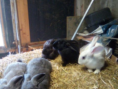 Székely anya nyúl és keverék süldő nyulak eladók Székely anya nyúl és keverék süldő nyulak eladók