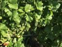 Eladó juhfark, olaszrizling, cabernet sauvignon borszőlő