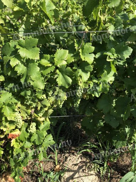 Eladó juhfark, olaszrizling, cabernet sauvignon borszőlő