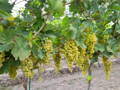 Mézédes Irsai Olivér szőlő eladó Mézédes Irsai Olivér szőlő eladó