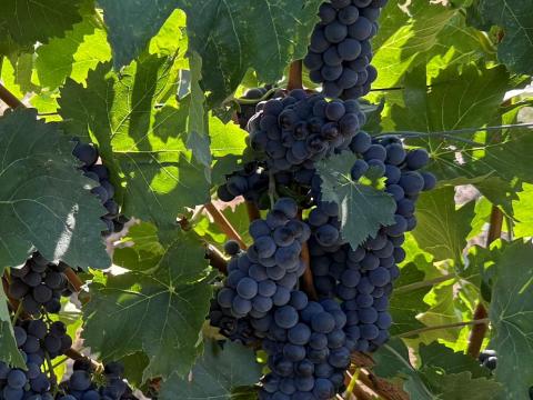 Kékoportó /Portugieser/ borszőlő eladó - Villány Kékoportó /Portugieser/ borszőlő eladó - Villány