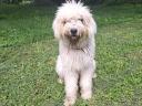 1 éves komondor szuka