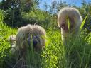 1 éves komondor szuka