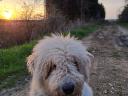 1 éves komondor szuka