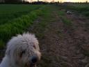 1 éves komondor szuka