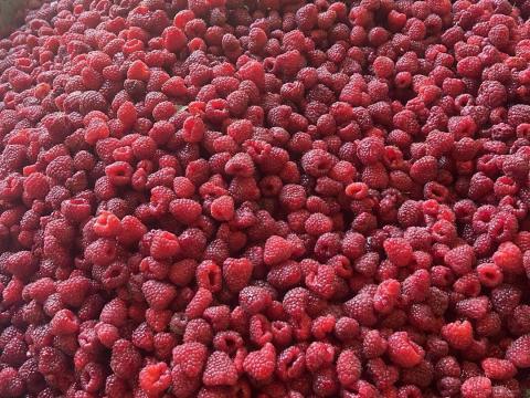 Málna nagy mennyiségben eladó Málna nagy mennyiségben eladó