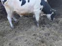Holstein Fríz bika eladó