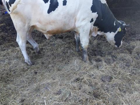 Holstein Fríz bika eladó Holstein Fríz bika eladó
